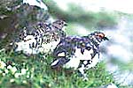 写真：ライチョウ