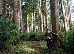 油木沢ヒノキ植物群落保護林