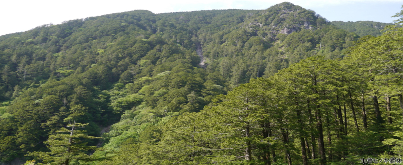 木曽ヒノキ備林