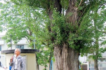 １か所目の見学地で改良ポプラの大木を前に解説を行う北大博物館の春木先生