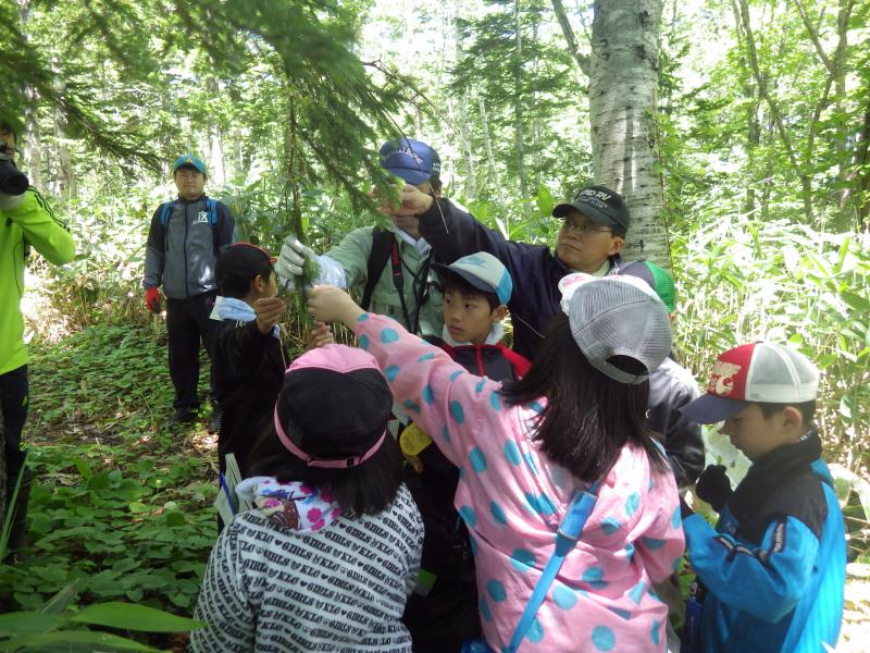 朱鞠内小学校　夏の森林環境教育