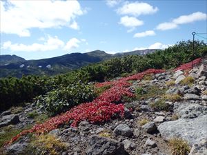 山頂付近は紅葉が始まっていました。