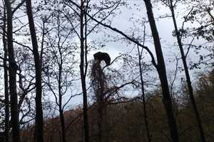 木登りヒグマ