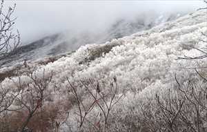霧氷による樹木が真っ白