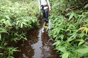 羅臼湖への歩道は貴重な湿原帯の中にあり、ぬかるみが多くあるため、毎回長靴着用で巡視を行っています。