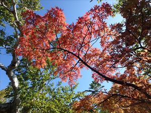 今日の巡視では紅葉が弥三吉水から羽衣峠付近まで見頃となっていました。