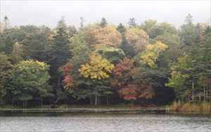 三湖の色づいた木々