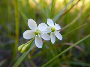 モウセンゴケの白い花