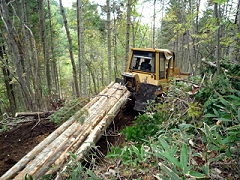 ブルドーザで間伐木を集める集材作業