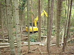 プロセッサで間伐木を積み上げる集積作業