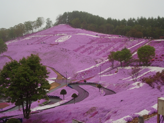 東藻琴芝桜公園