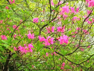 ムラサキヤシオ