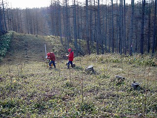 カラ－カラ複層林試験地で生長量調査をする職員
