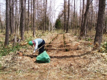 請負造林による植付作業