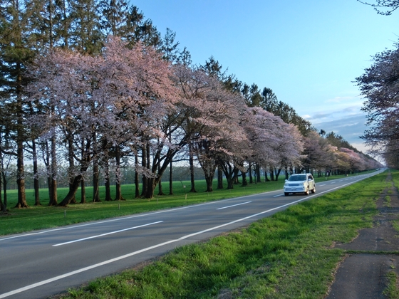 二十間道路の桜並木