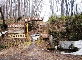 歌才ブナ林
