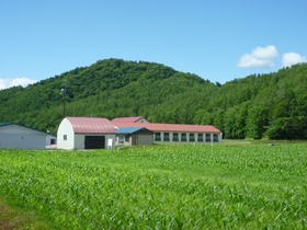 壬子(じんし)地区の人工林