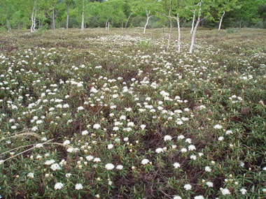硫黄山の白つつじ