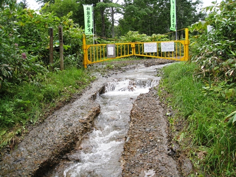 沢水が林道に流れ込む