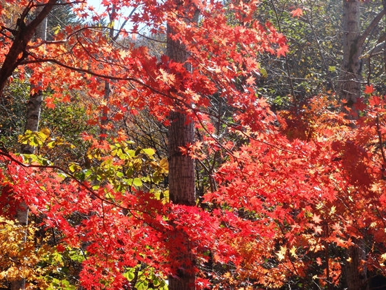 今年の紅葉