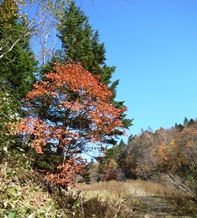 地滑りによる傾斜木