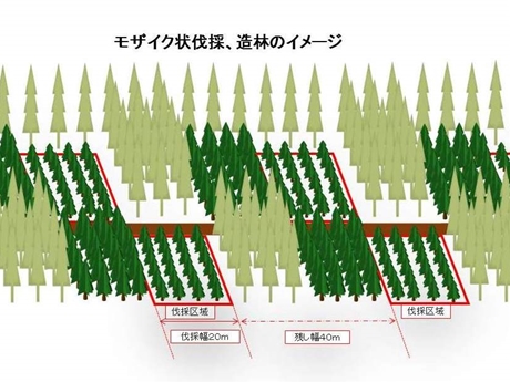 モザイク状伐採