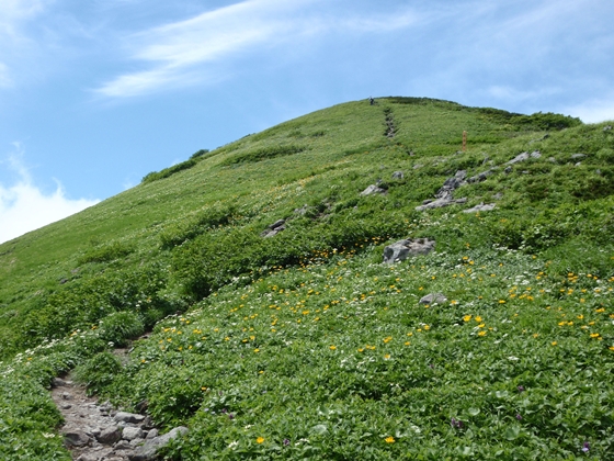 箸別ルートのお花畑