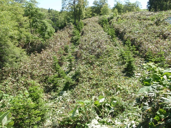 プロジェクト対象地内の造林地