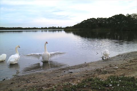 ウトナイ湖