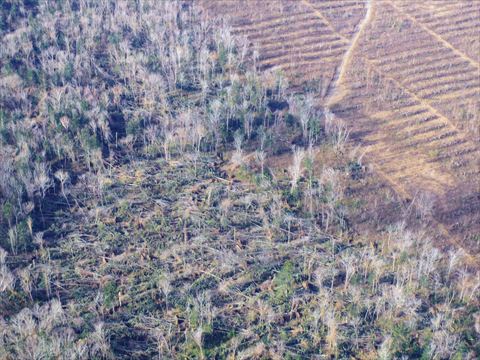 平成27年の風倒被害地