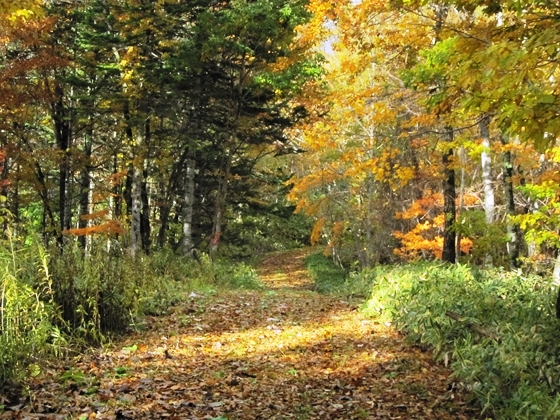 紅葉の林道