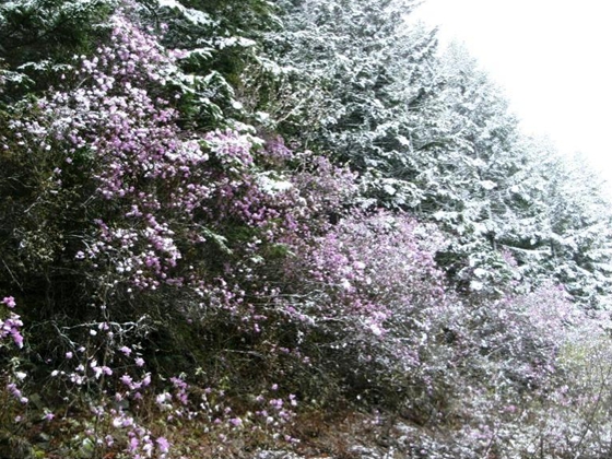 春の大雪とエゾムラサキツツジ