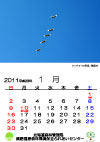 タンチョウの飛翔