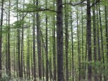 新緑のカラマツ人工林