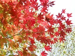 巨木カエデの紅葉縮小