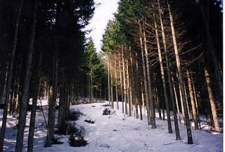 間伐された林の写真