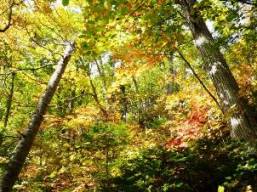林内の紅葉