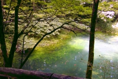 蛙の沼の写真