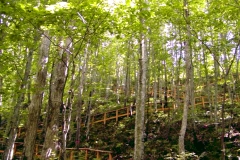 ドングリの森コースの写真
