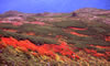 赤岳山腹の紅葉