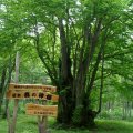 美瑛の森の神様カツラ