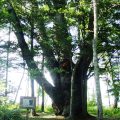 標茶のミズナラ