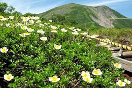 緑岳の登山道脇に咲くチングルマ