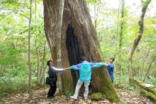 ポロトの森の巨木