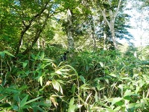 猛烈なチシマザサの藪で、すぐ前を歩く同僚を見失いそうになります
