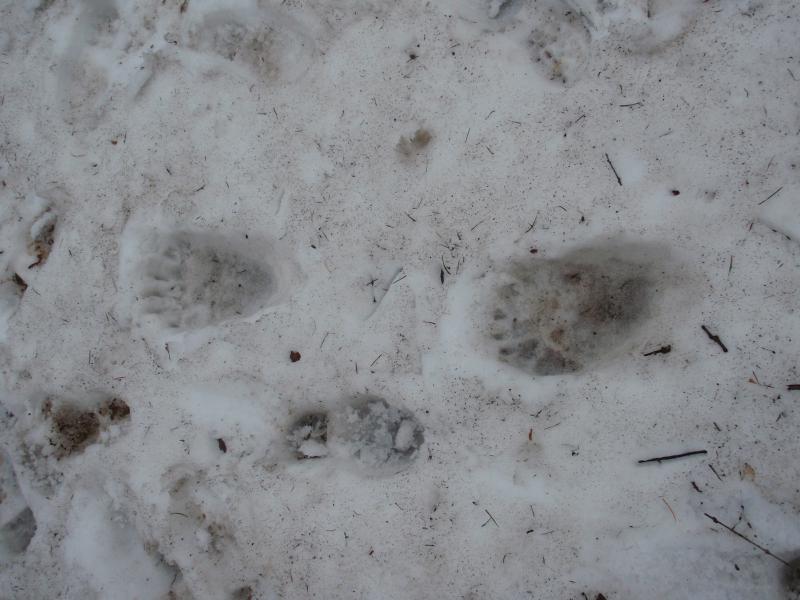 クマの足跡
