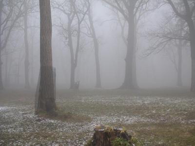 霧に包まれた知床野営場