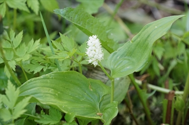 白い花と緑の楕円形の葉