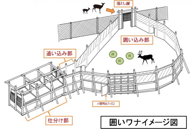 囲いワナイメージ図
