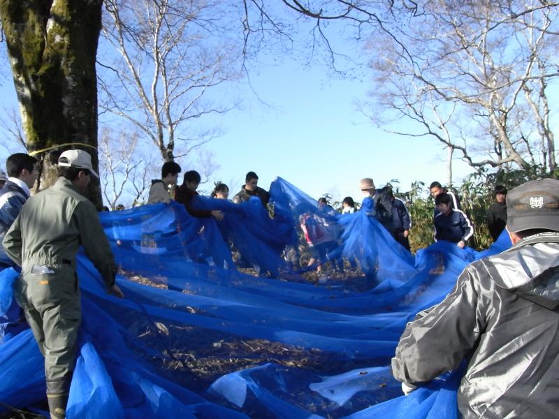 ブナ種子の採取